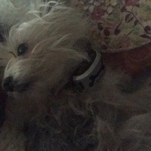 Meet your Posher, Gracie